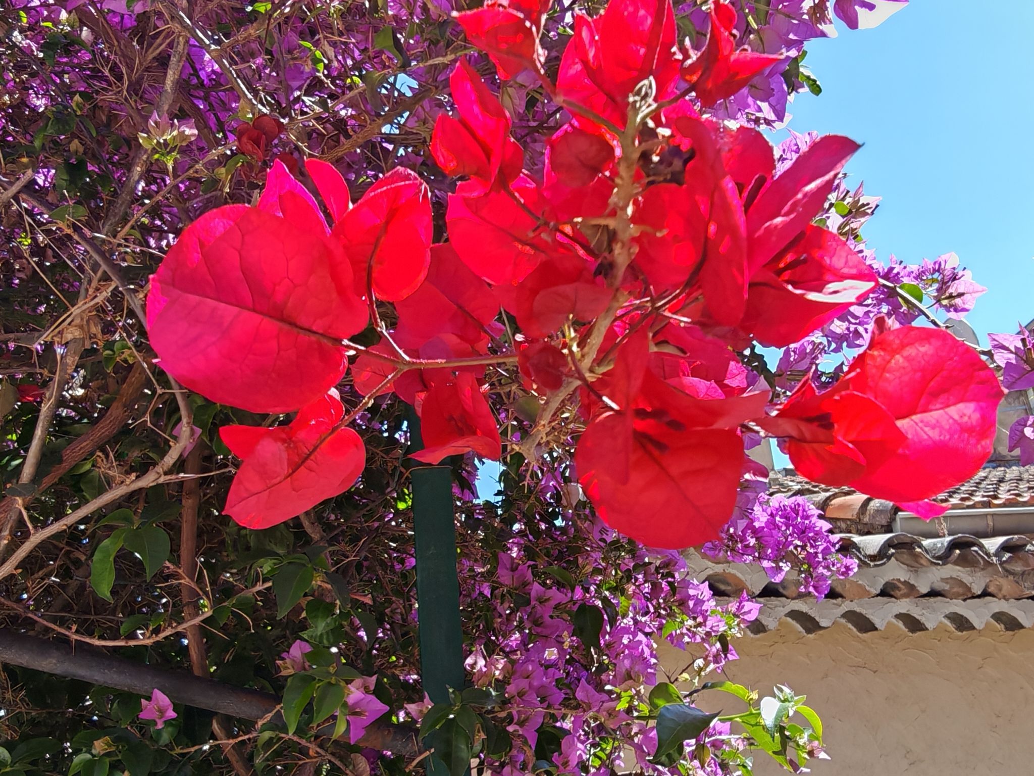 2024 05 17 12.32.15 honor m6p