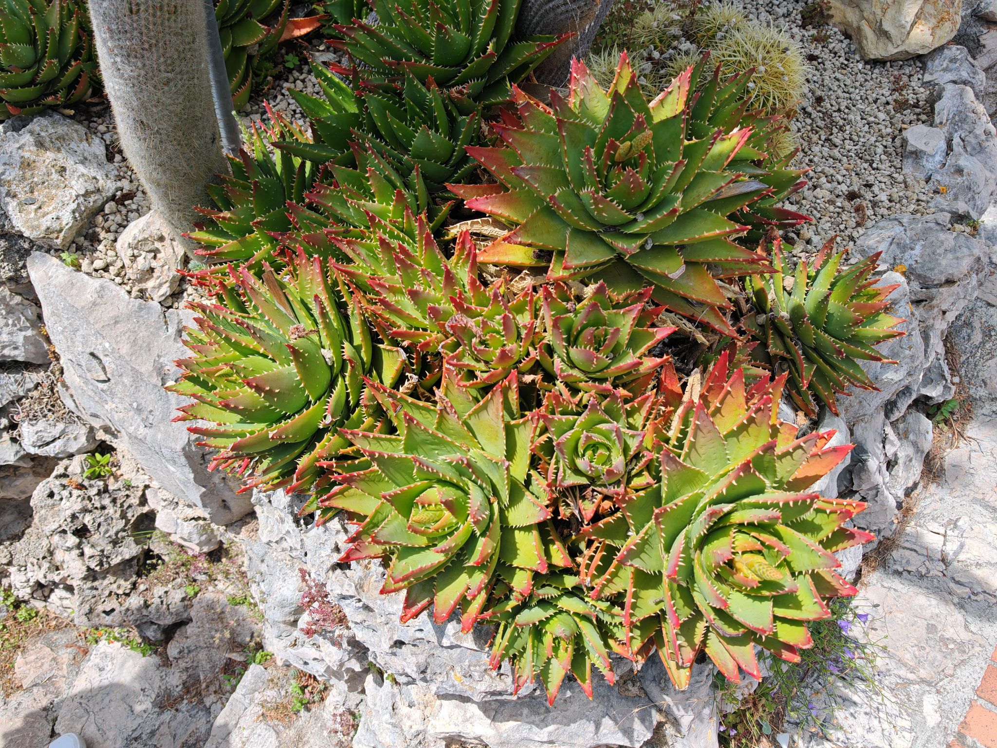 2024 05 19 13.39.49 honor m6p