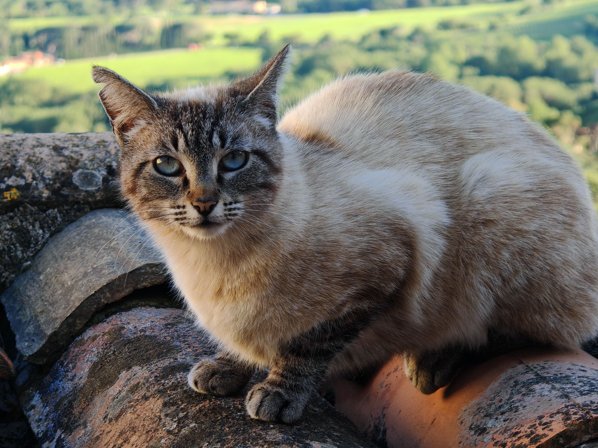 2024 05 16 19.31.04 honor m6p