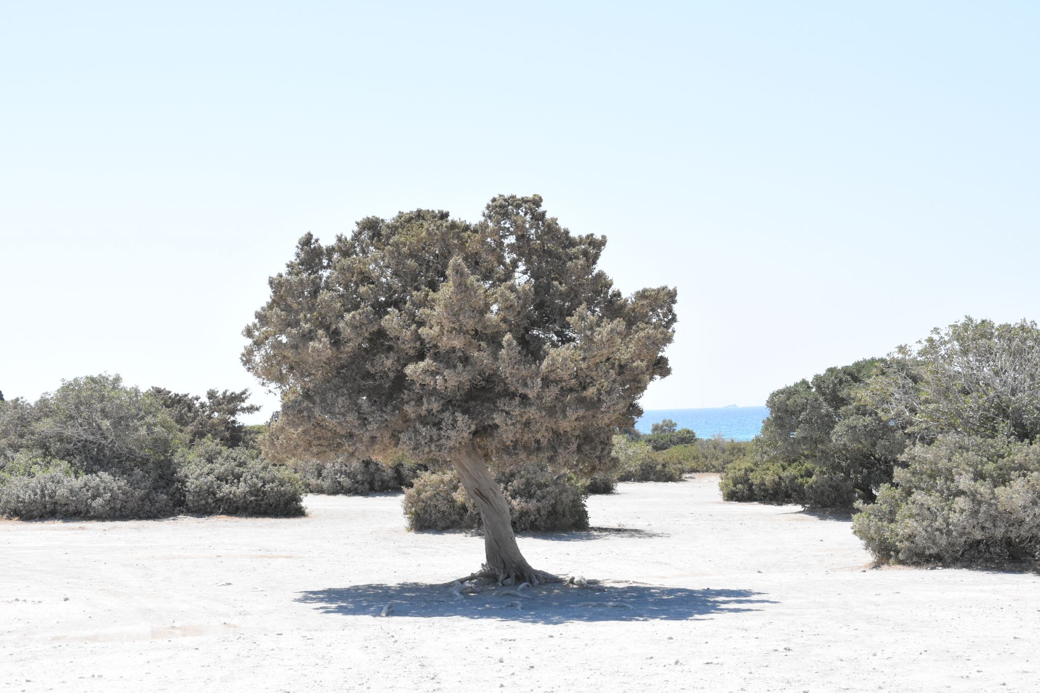 2023 08 22 11.09.54 nikon d7200