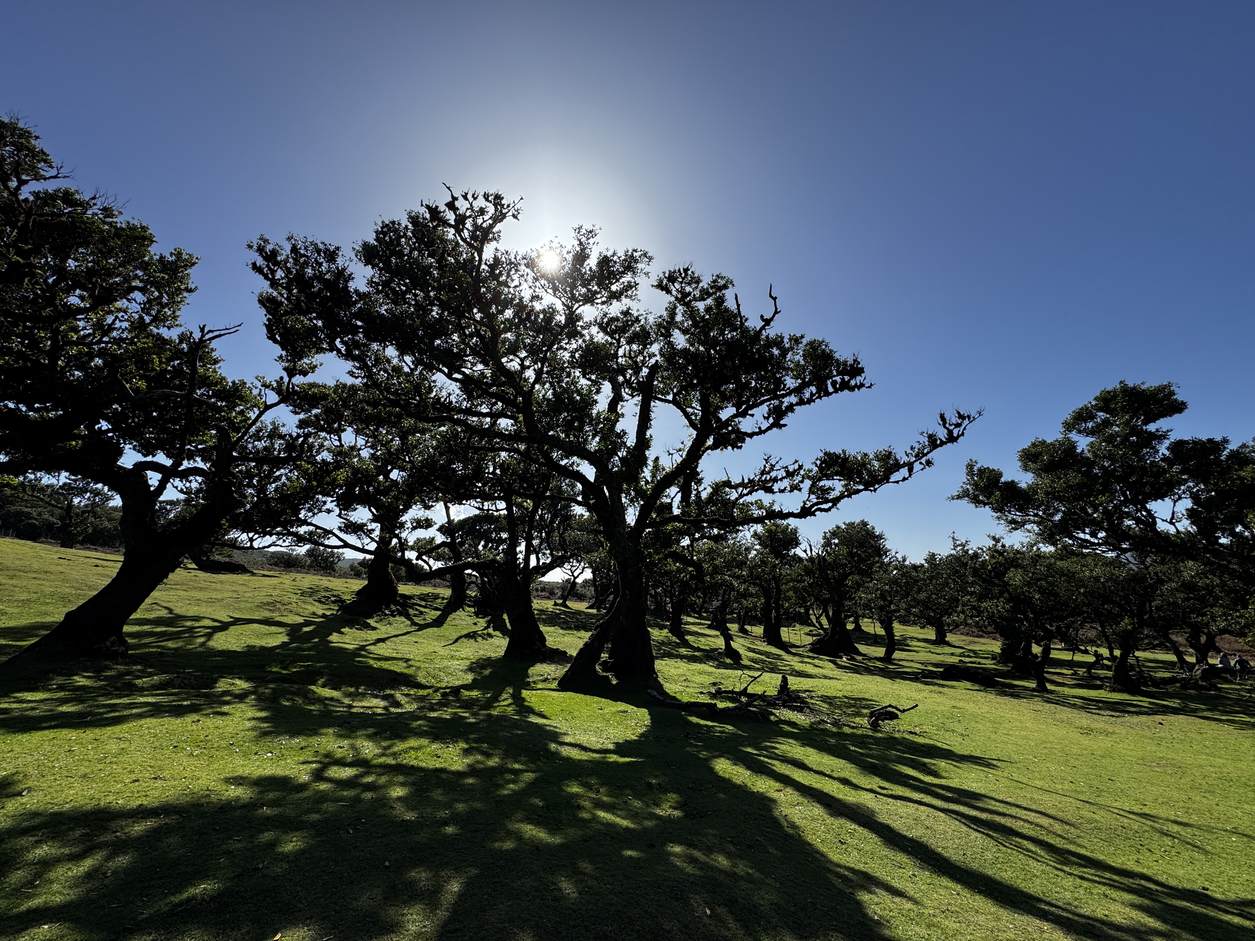 2024 11 22 12.46.31 iphone 15pm