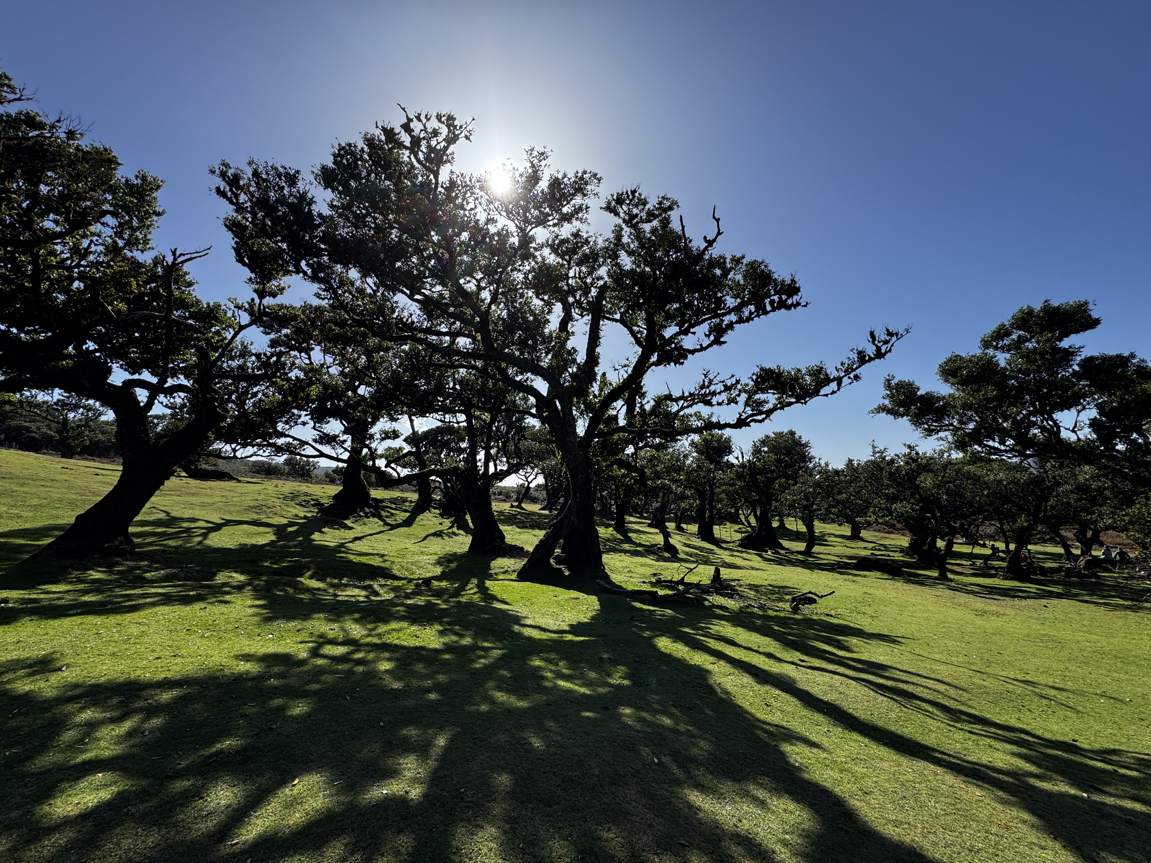 2024 11 22 12.46.32 iphone 15pm