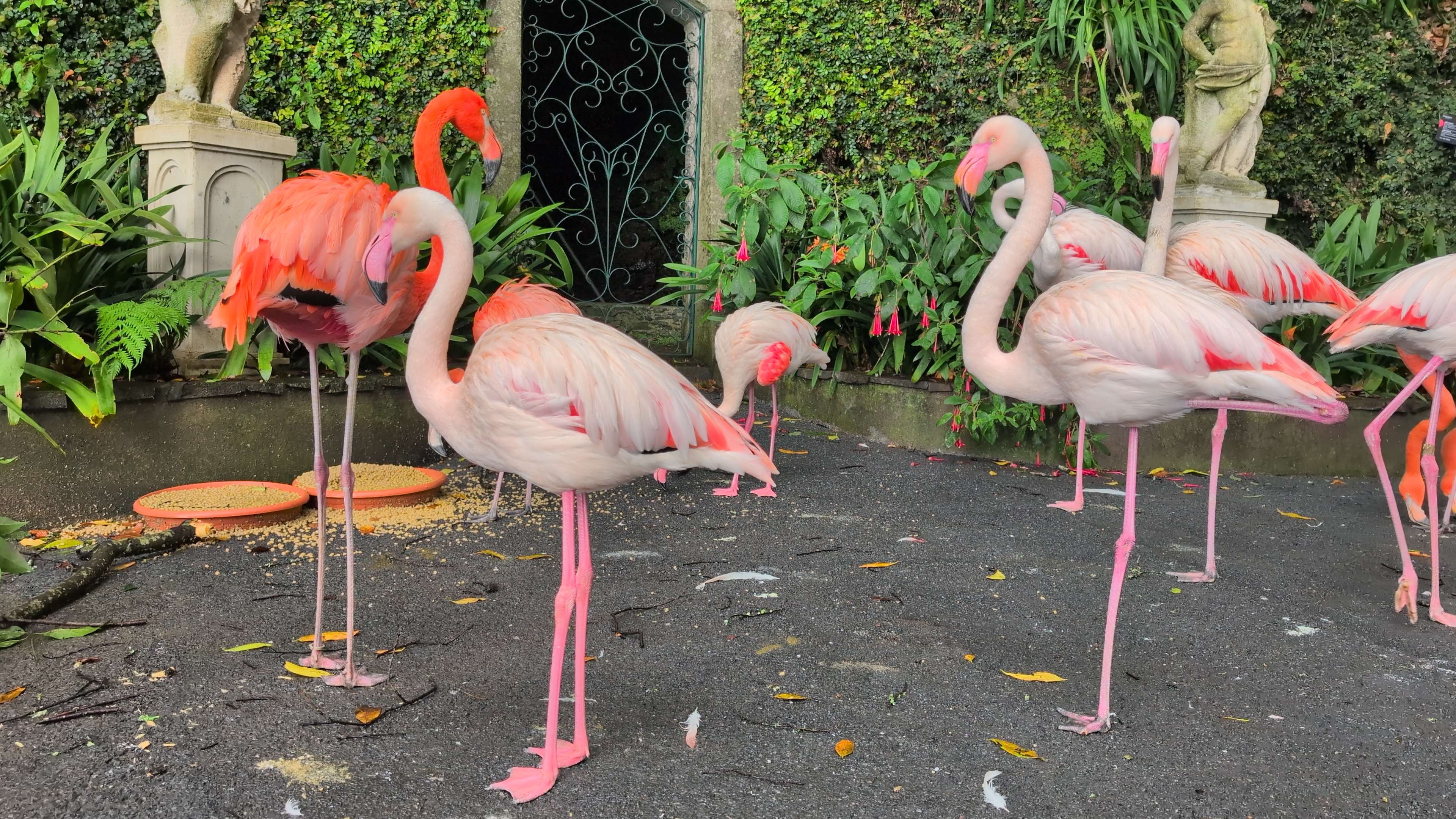 2024 11 24 12.56.02 pixel 9p