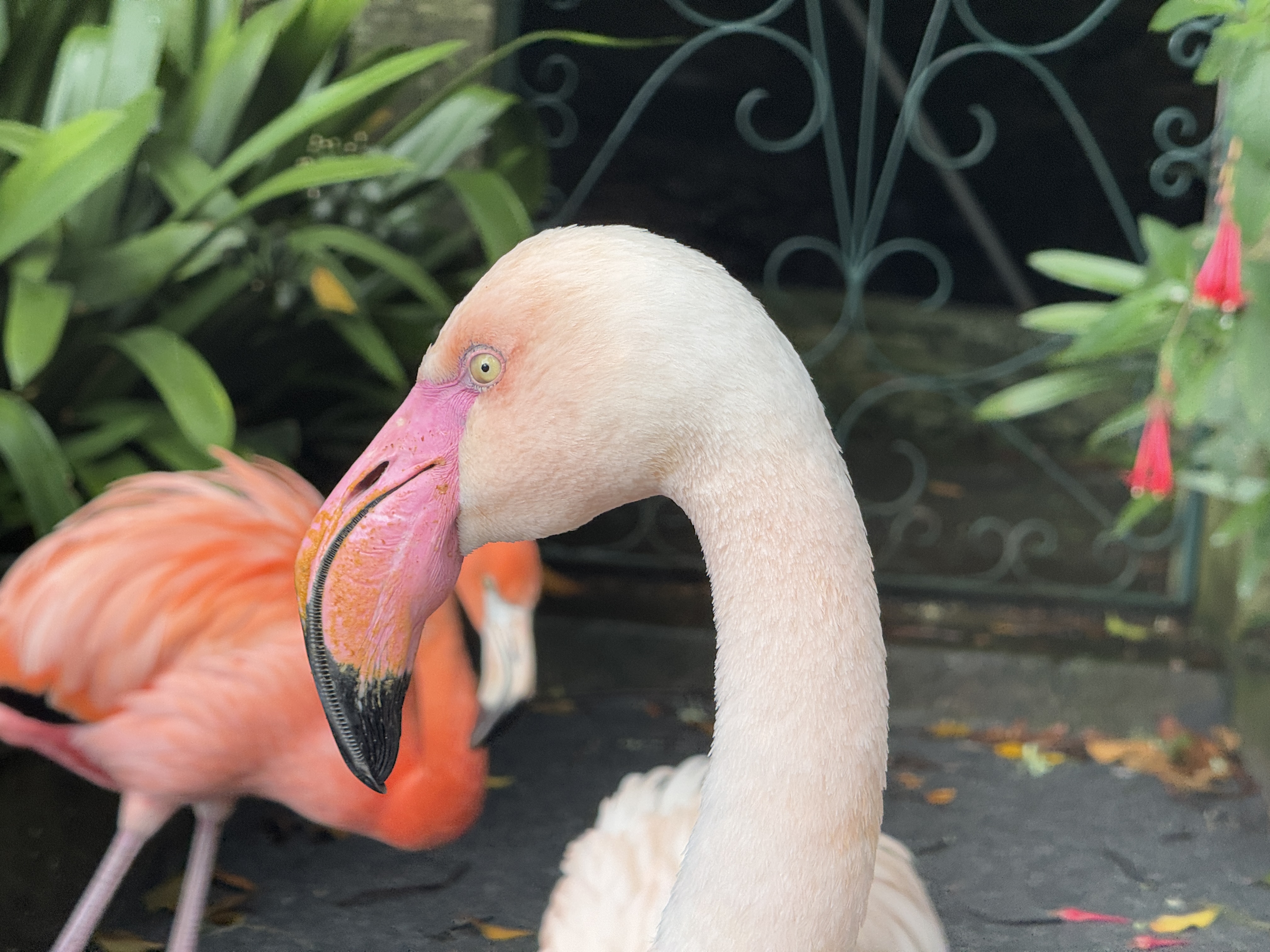 2024 11 24 12.56.17 iphone 15pm