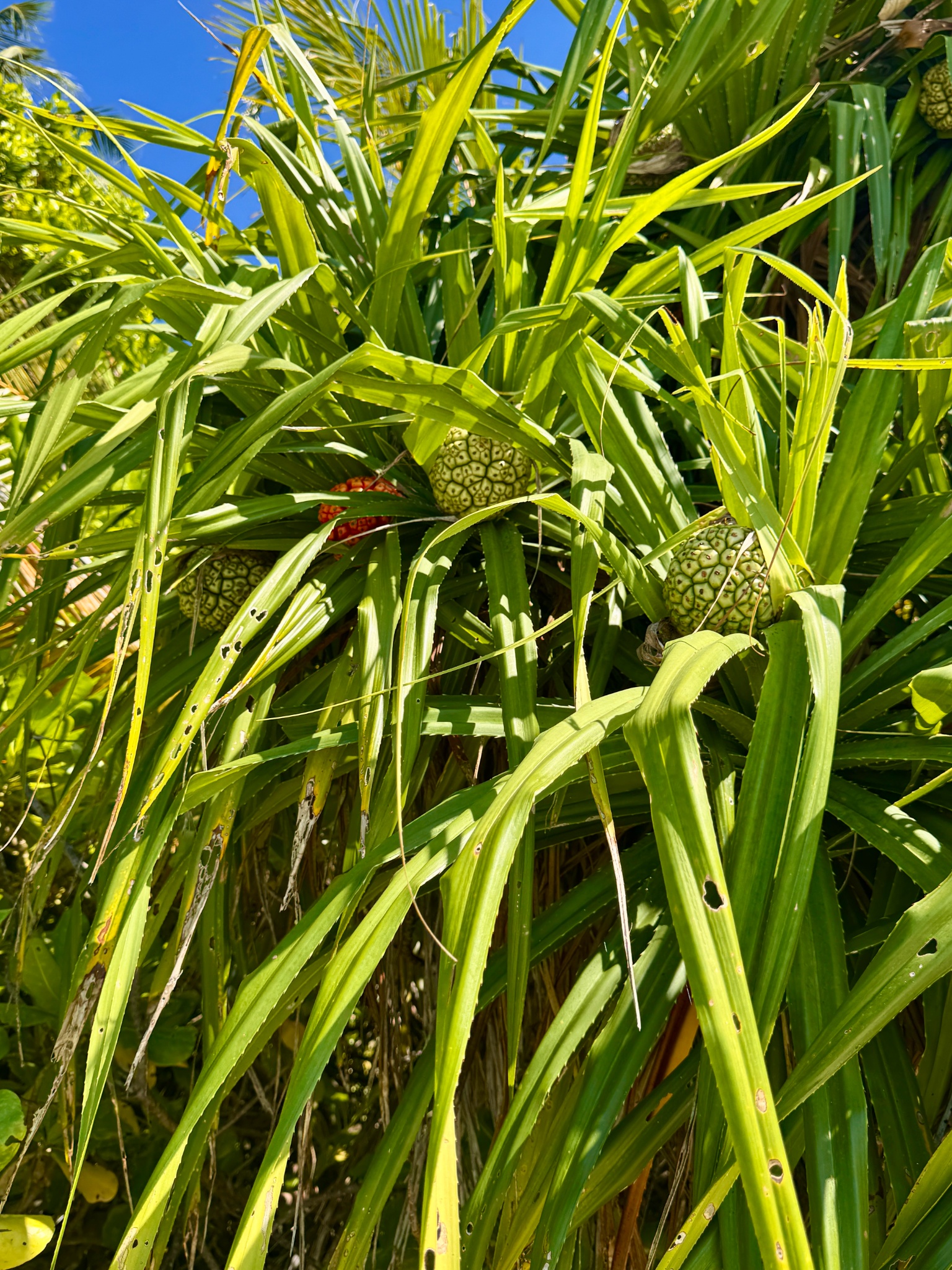 2025 03 06 14.55.44 iphone 15pm