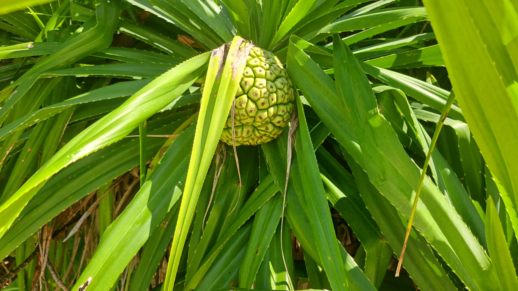 2025 03 06 14.55.44 samsung a53