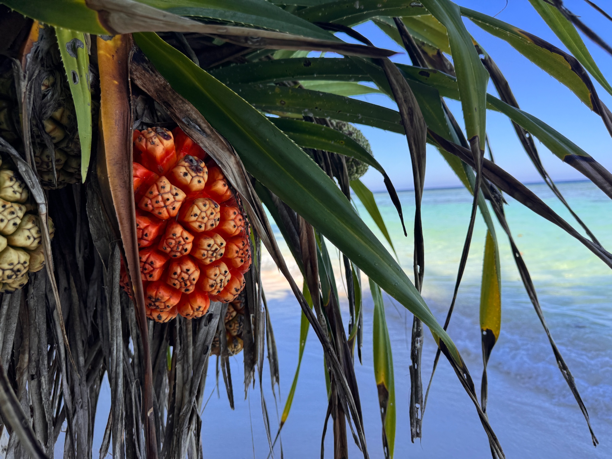 2025 03 06 15.12.36 iphone 15pm