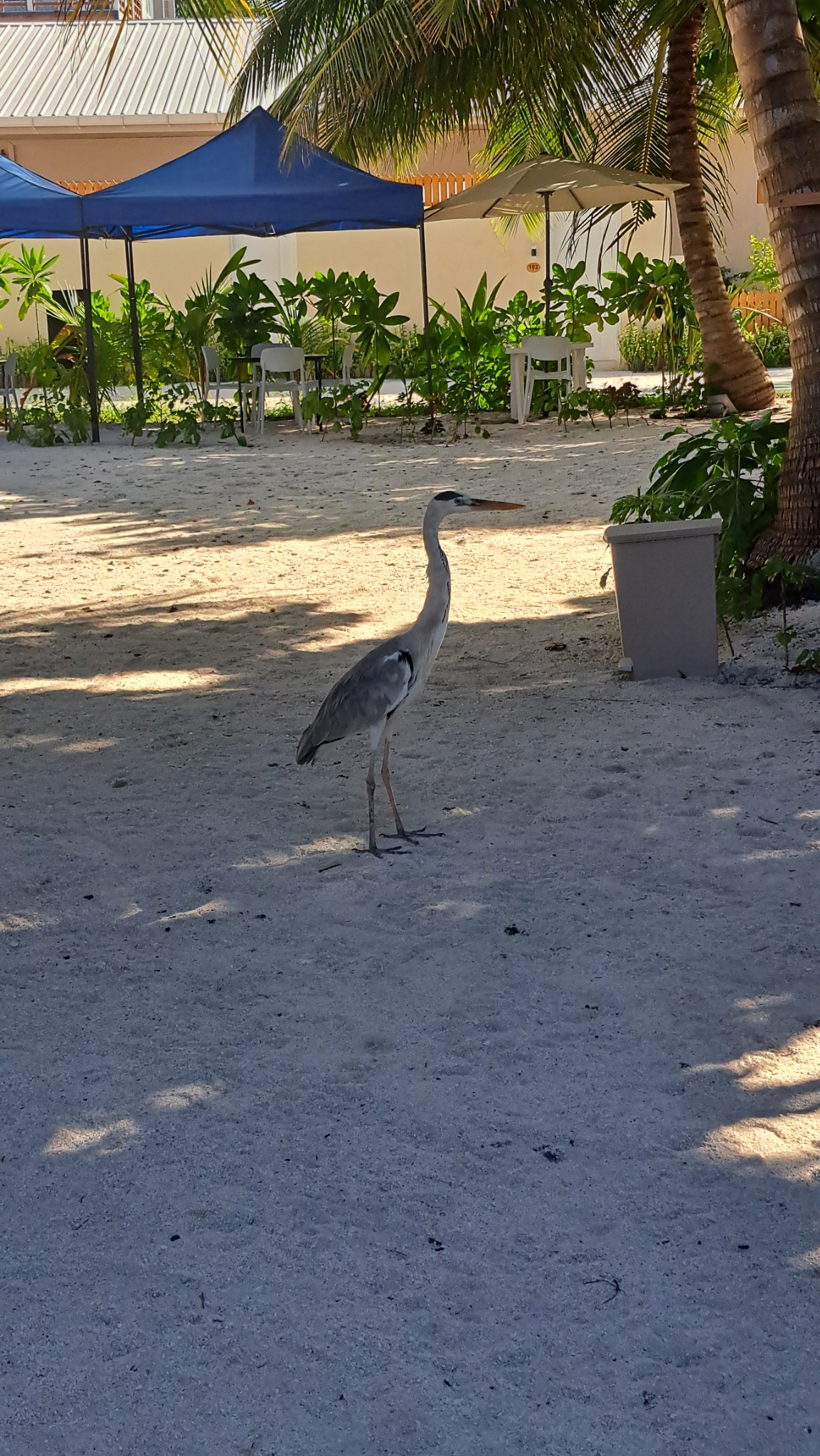 2025 03 06 15.47.45 samsung a53