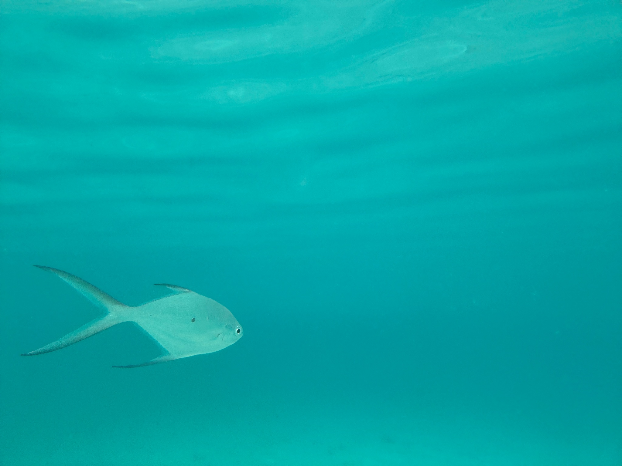 2025 03 07 10.59.52.1 iphone 15pm