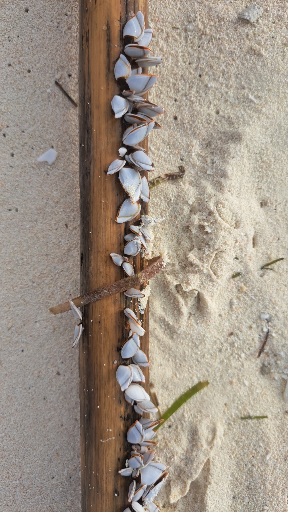 2025 03 07 16.55.58 samsung a53