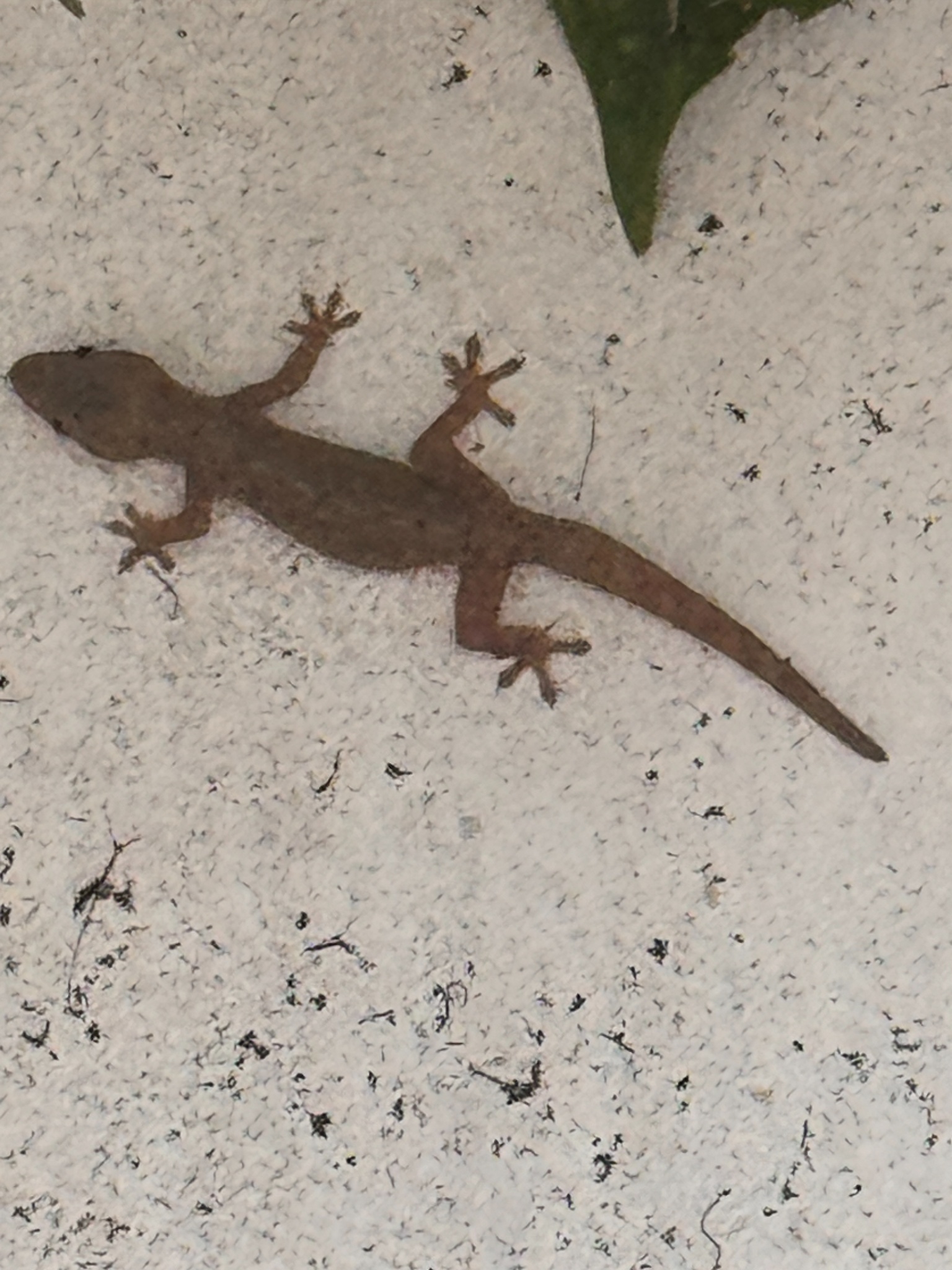 2025 03 08 18.11.43 iphone 15pm