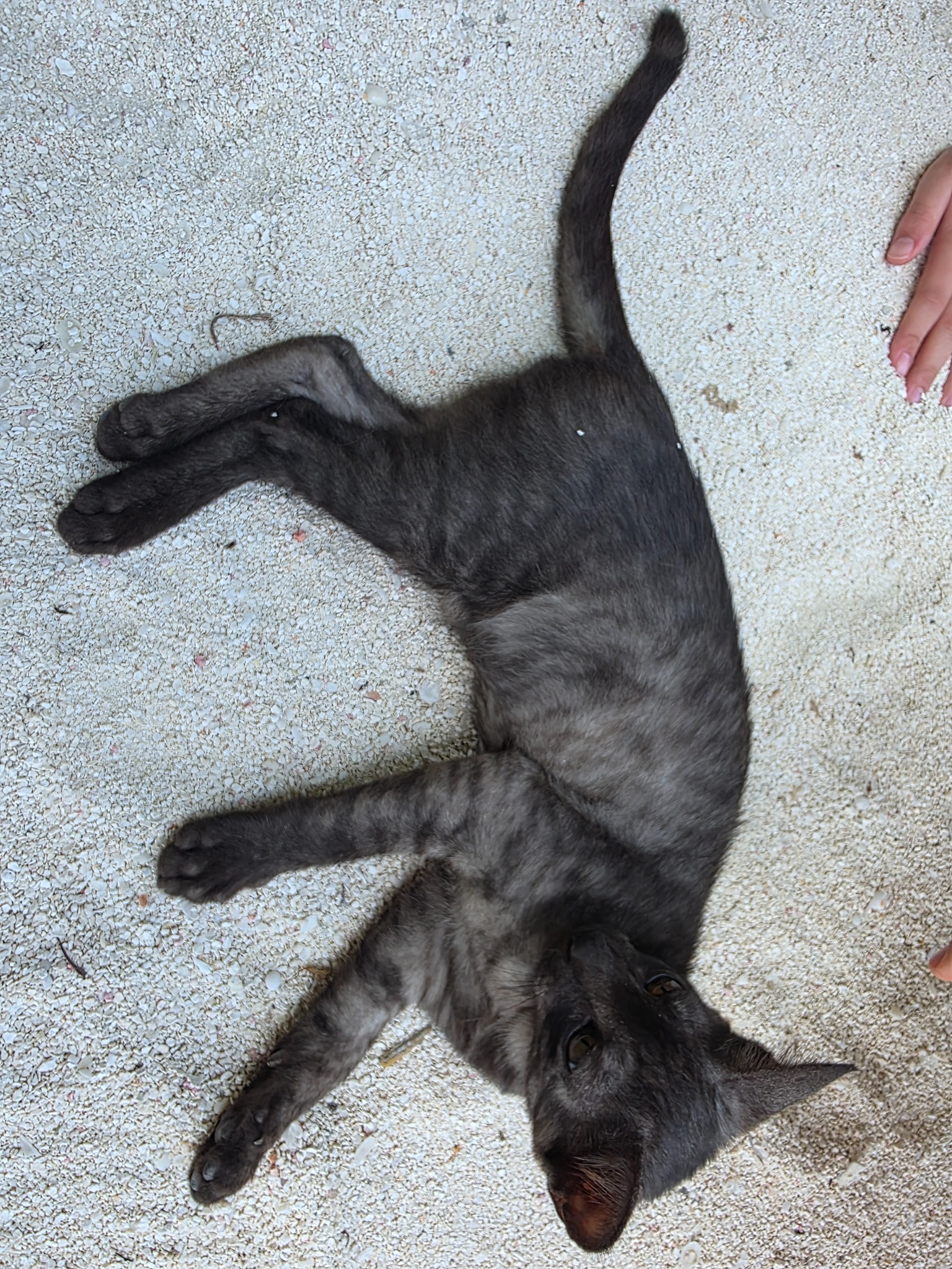 2025 03 09 15.03.01 samsung s25u