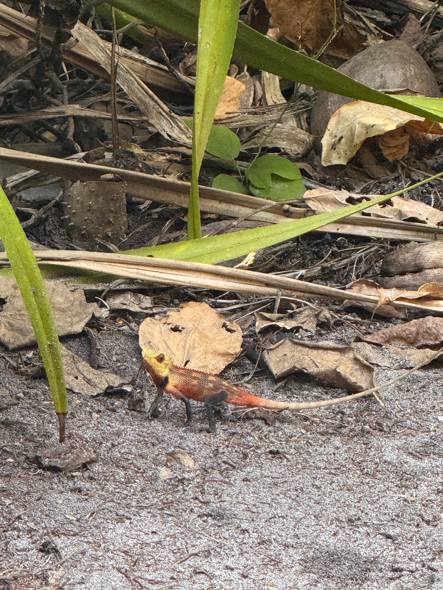 2025 03 09 15.53.39 iphone 15pm