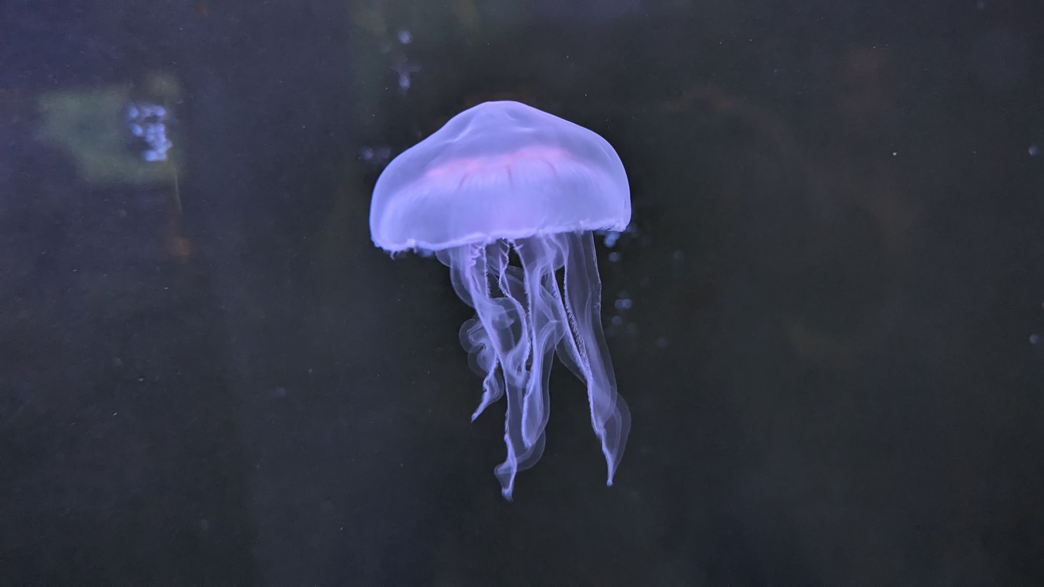 2024 02 21 13.29.24 pixel 8p