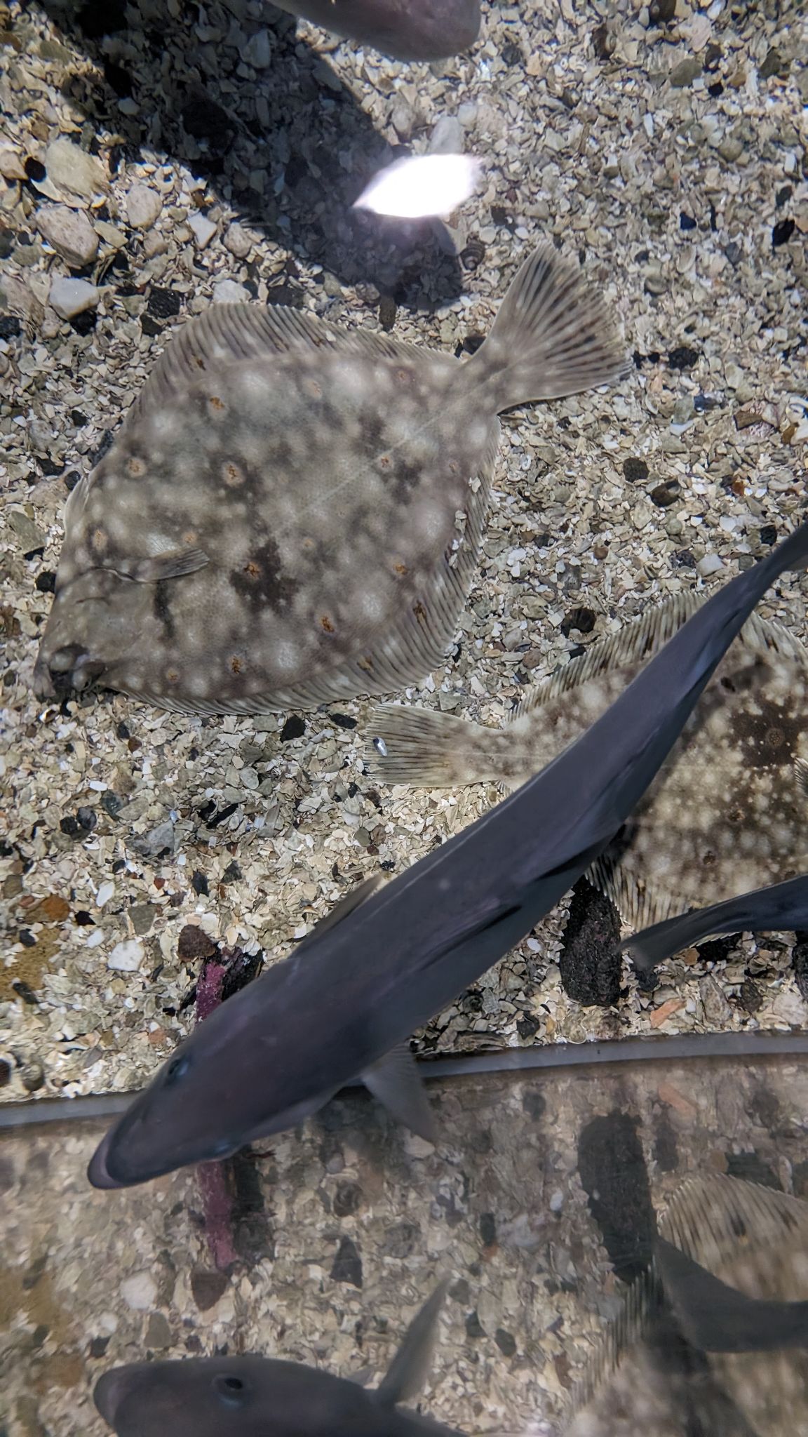 2024 02 21 13.31.09 pixel 8p