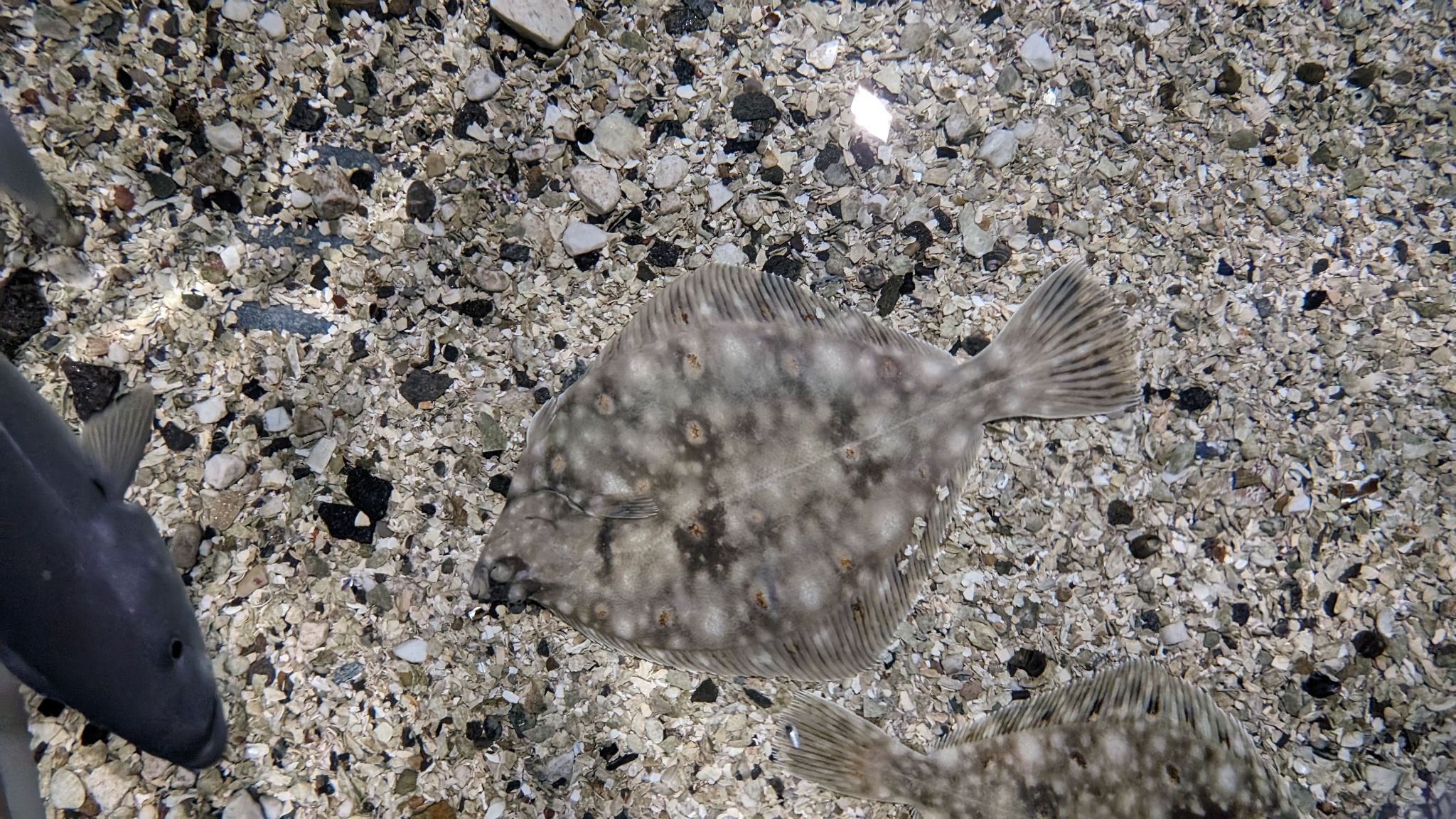 2024 02 21 13.31.40 pixel 8p