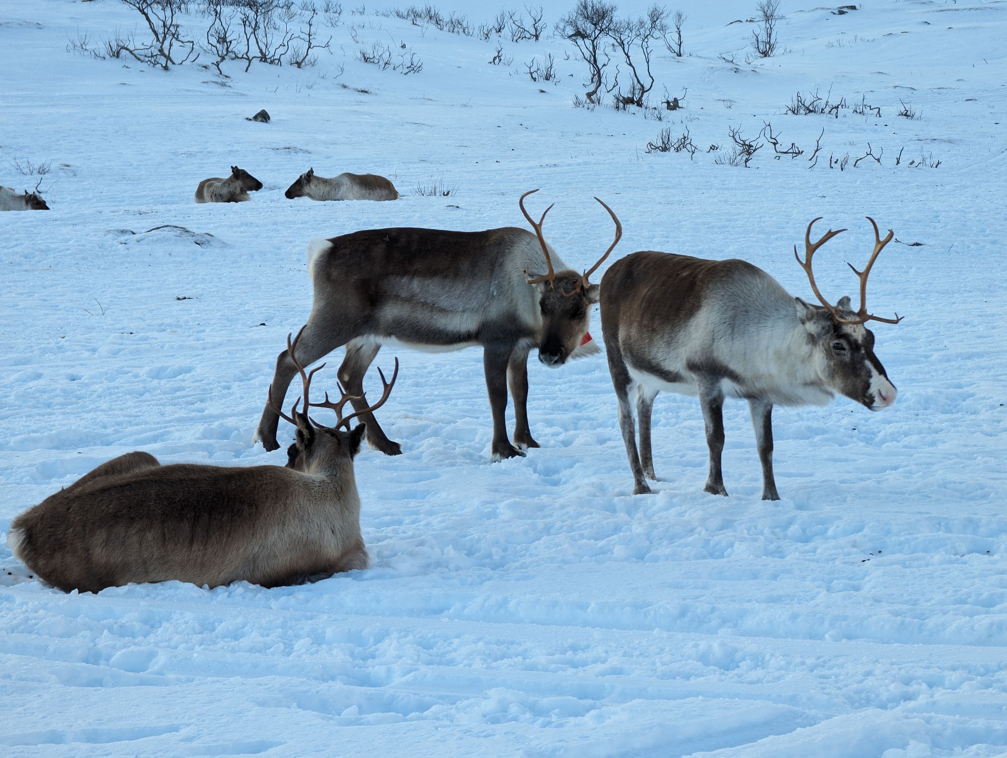 2024 02 23 14.57.17 pixel 8p