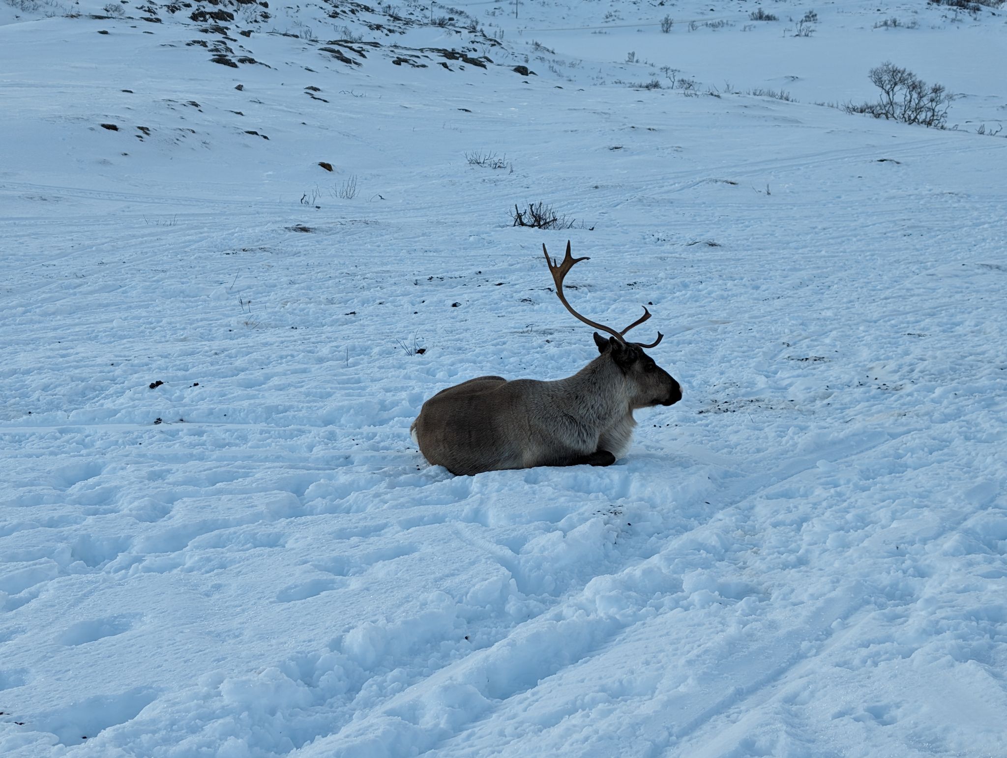 2024 02 23 14.58.54 pixel 8p