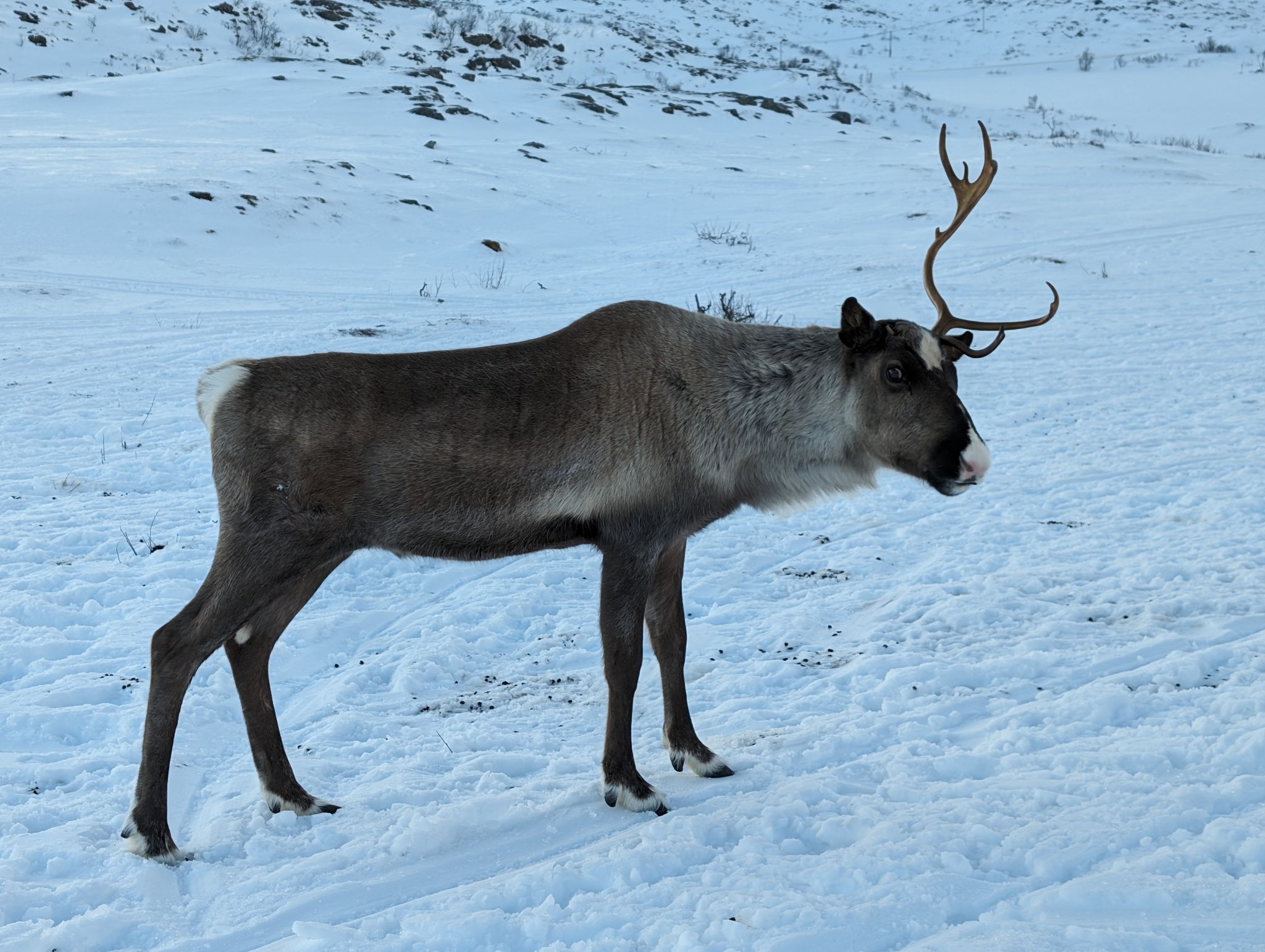 2024 02 23 15.01.04 pixel 8p