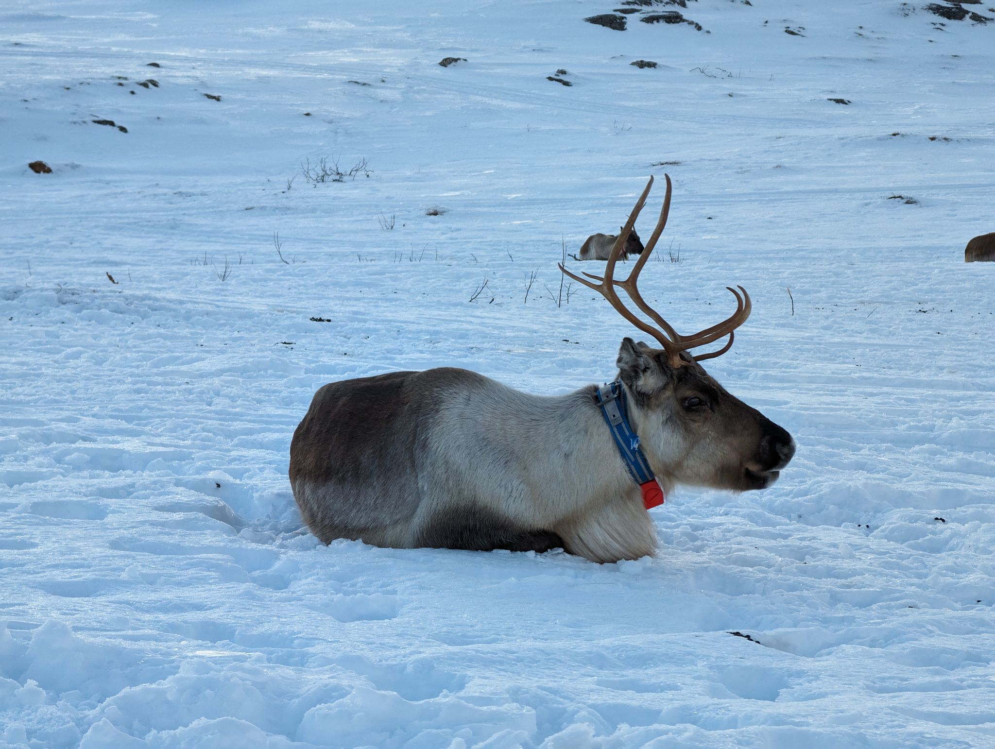 2024 02 23 15.05.55 pixel 8p