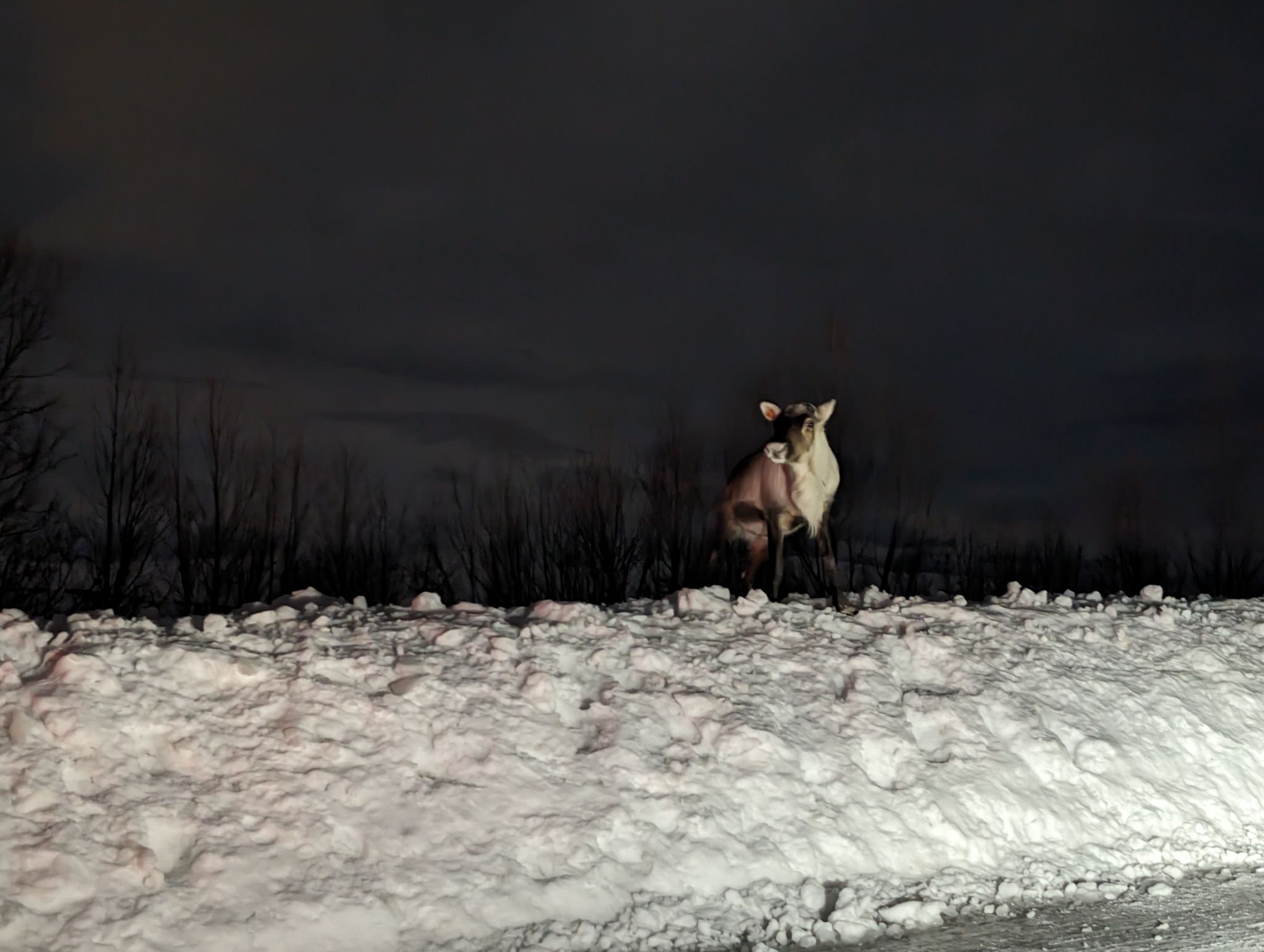 2024 02 23 21.26.46 pixel 8p