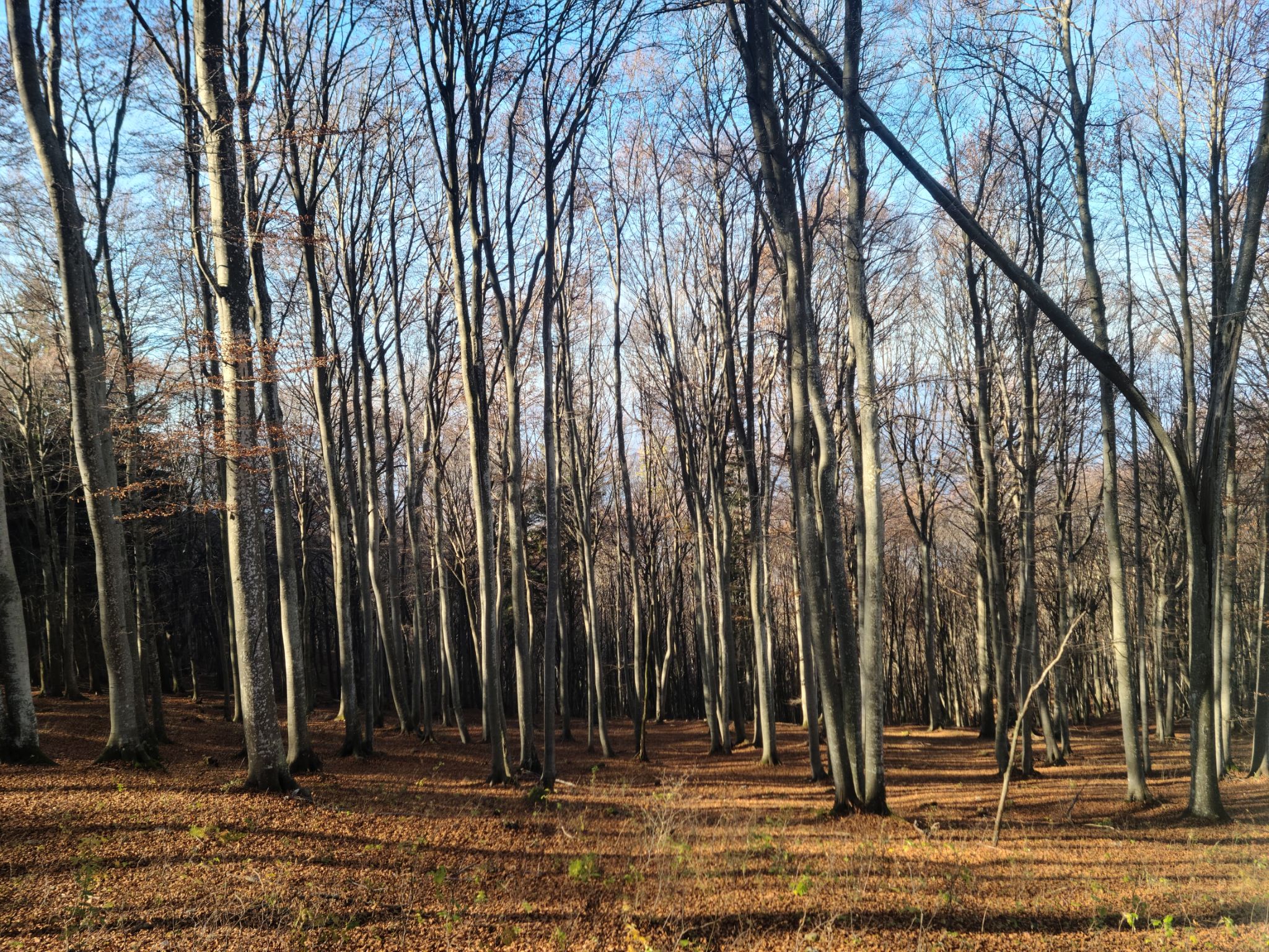 2024 11 03 11.24.58 samsung s20