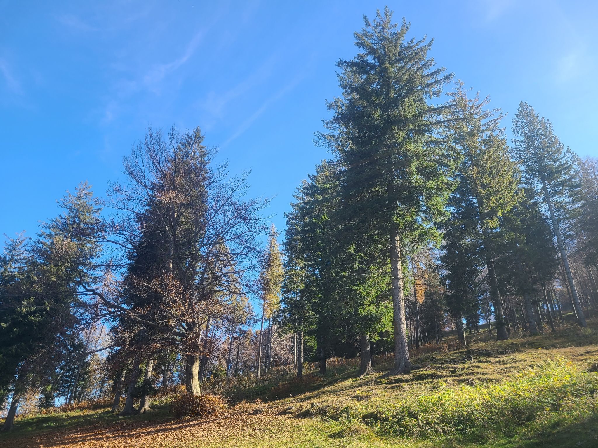 2024 11 03 11.59.05 samsung s20